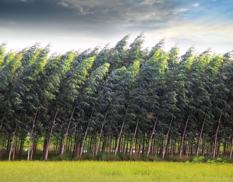 Considerations for Private Fund Managers to Weather the Storm of COVID-19 - Link